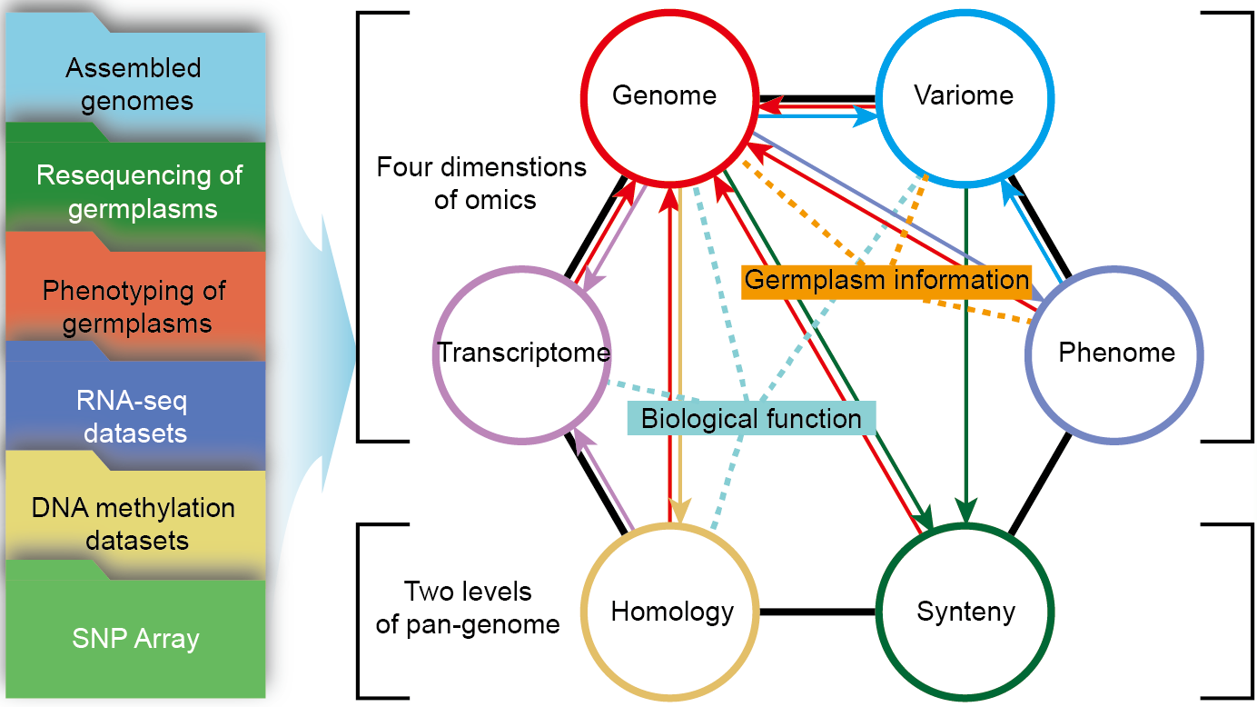 Researchers Develope a Deeply Integrated Multi-omics Database for Soybean: SoyOmics