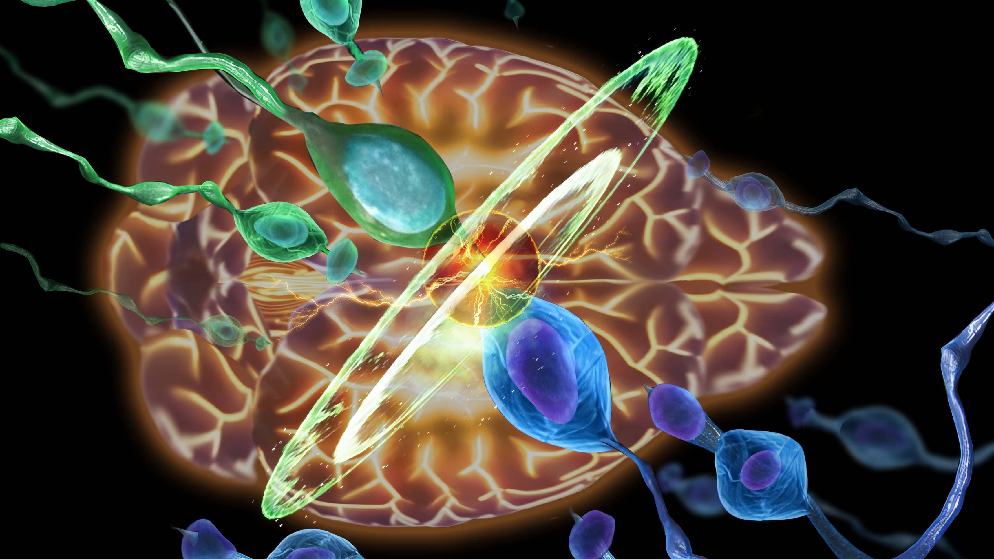 Darwin's Natural Selection Occurring among Neural Progenitor Cells Controls Mammalian Brain Size