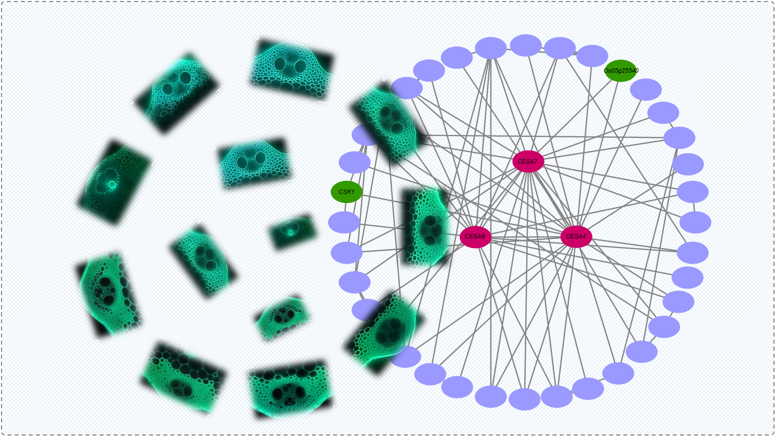 A Molecular Module Coordinates Plant Cell Wall Formation and Adaptive Growth