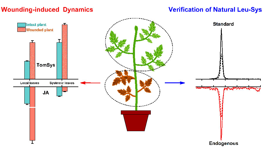 Researchers Make New Advances in Plant Peptide Hormone Analysis Technology