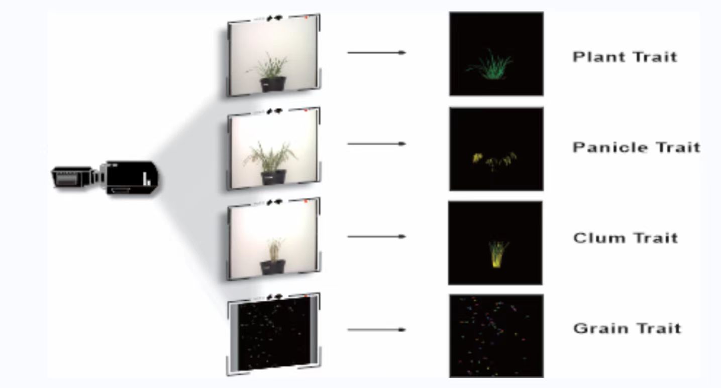 Researchers Develop A New Strategy for the Acquisition and Analysis of Image-Based Phenome in Rice