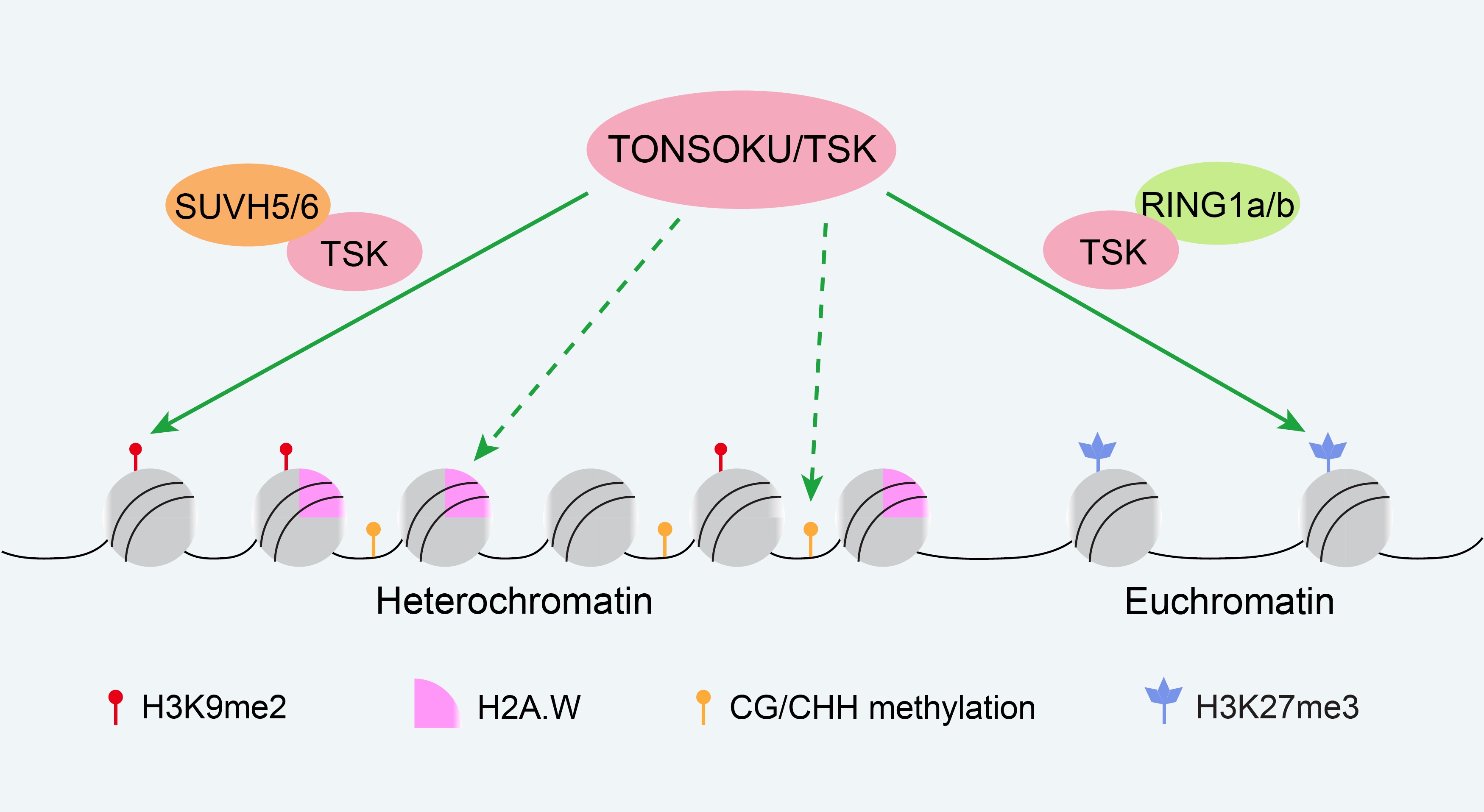 A Disease-related Protein Is Found to Possess a Novel Function in Maintenance of Epigenetic Modifications in Plants