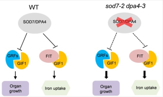 Scientists Reveal a Molecular Link Between Plant Organ Size Control and Iron Uptake
