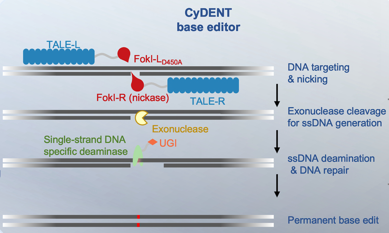 Scientists Develop Novel Base Editors