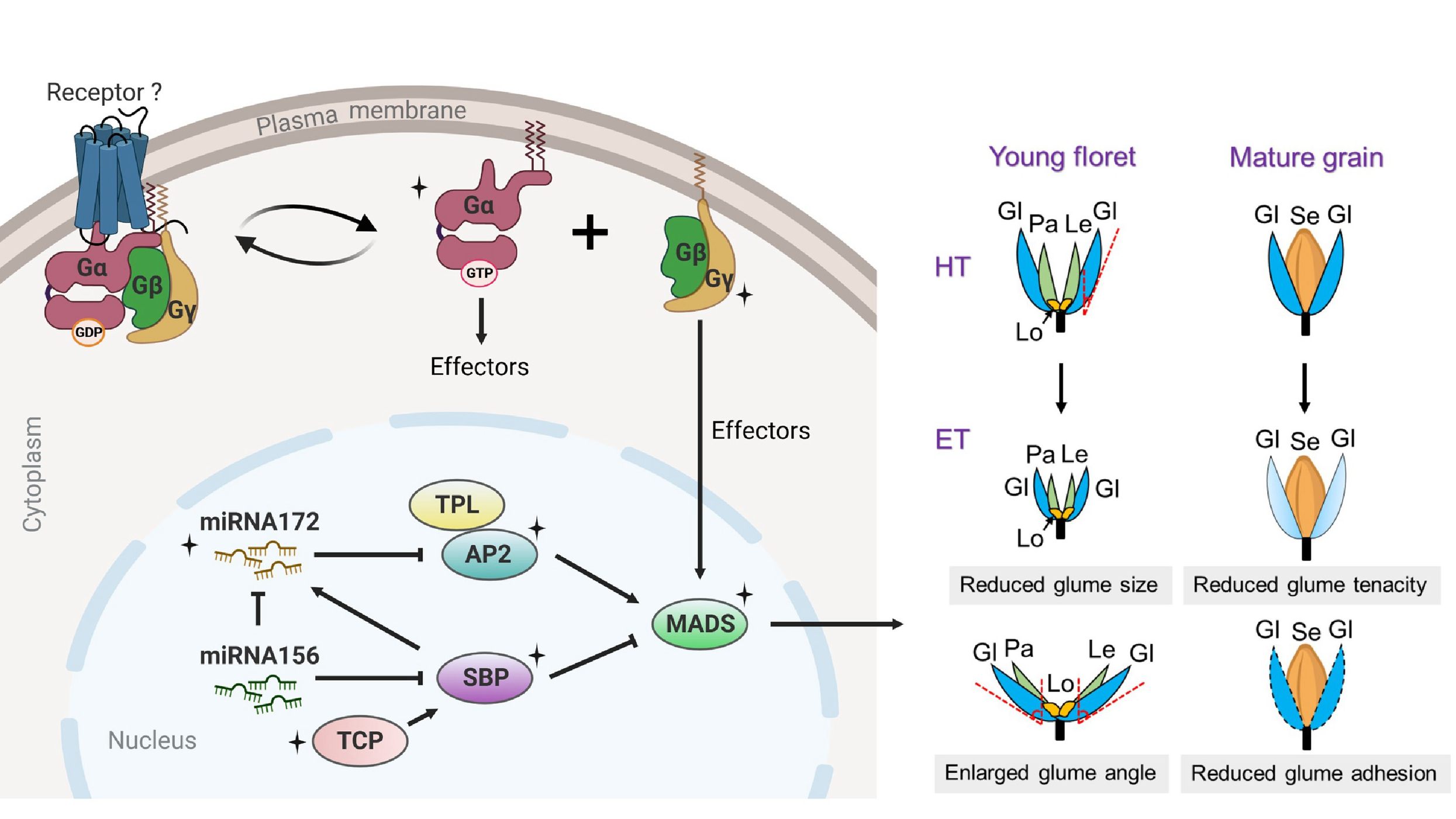 Scientists Reveal the Evolution and Molecular Network of Cereal Threshability