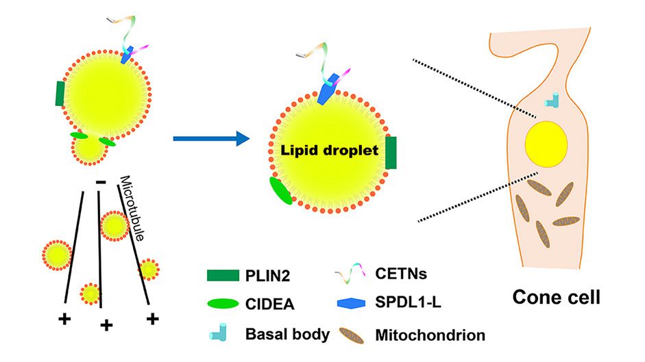 Study Provides New Insights into Lipid Droplet Dynamics