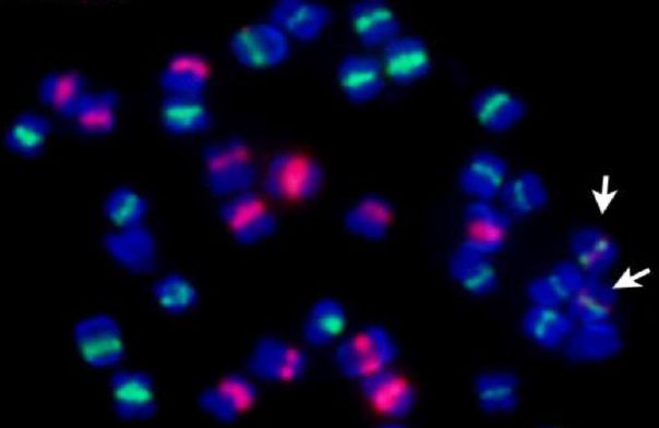 Chinese Scientists Reveal Centromere Repositioning in Soybean Genome