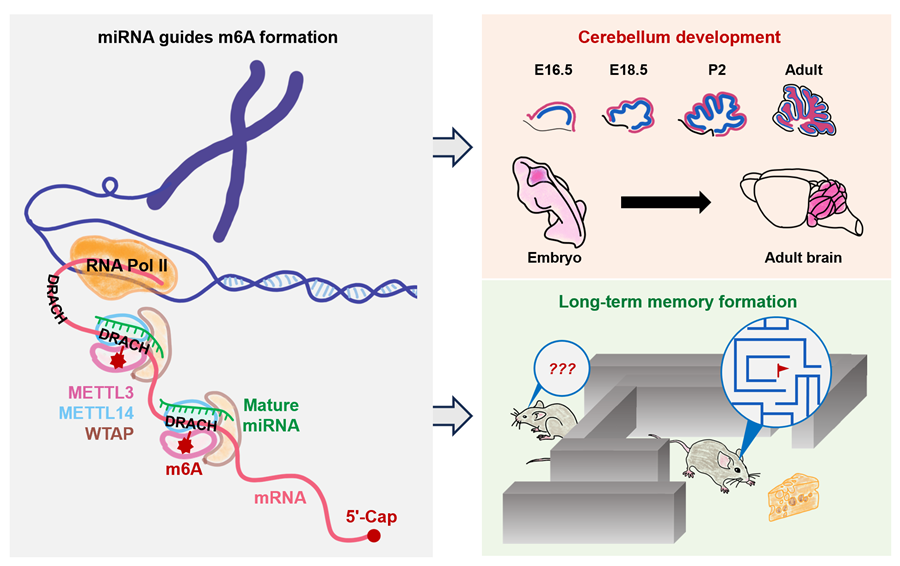 Site Selectivity and Neurological Functions of N6-methyladenosine Modification