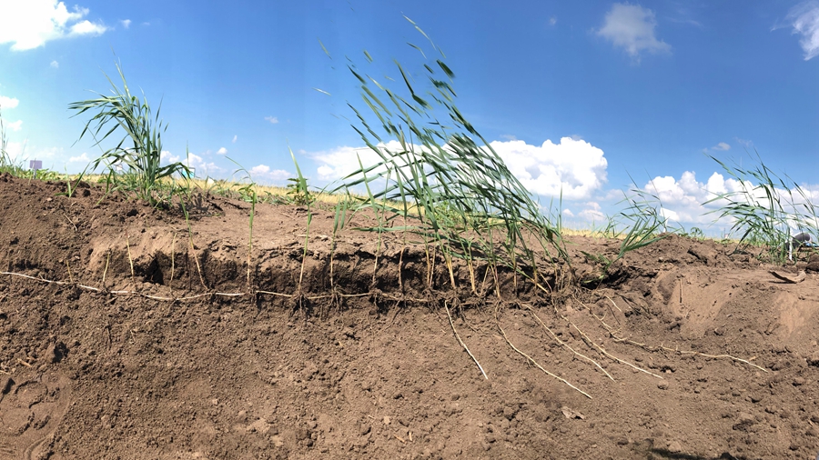 Chinese Scientists Use Custom Genome Assembly and Editing Method to Improve Sheepgrass