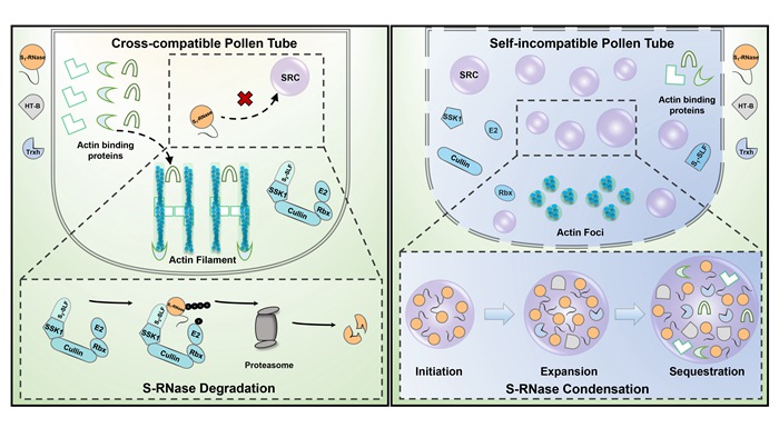 Chinese Scientists Reveal a Novel Mechanism of Angiosperm Self-incompatibility