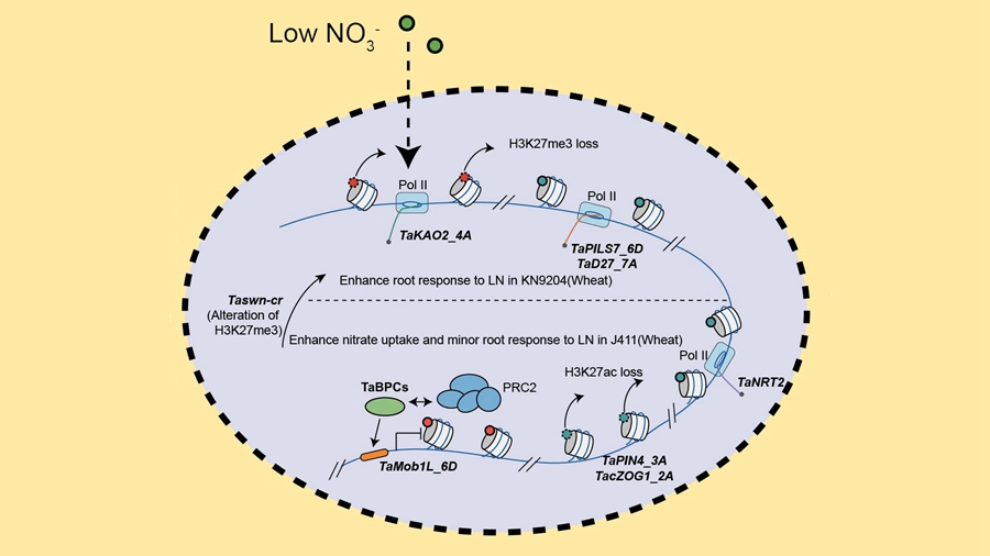 Epigenetic Decisions: Unraveling Low-Nitrogen Adaptation Strategies in Wheat Cultivars