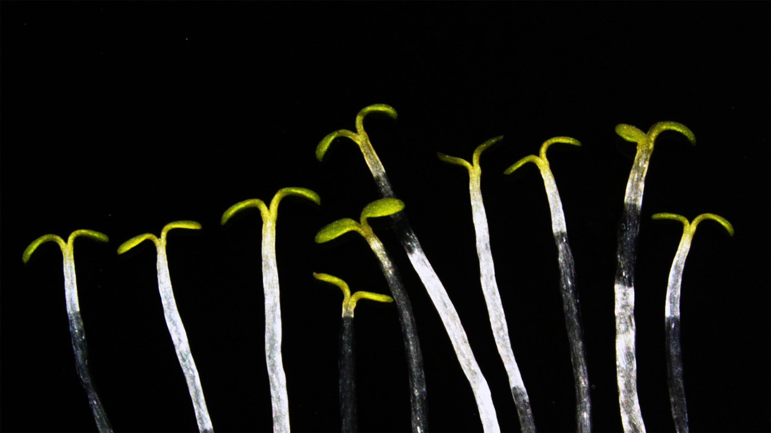 Researchers Study Role of Post-transcriptional Splicing in Plant Response to Light