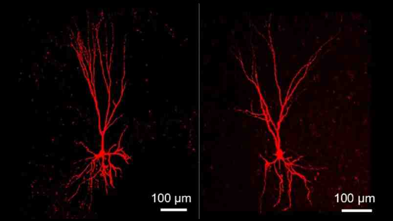 Neuronal Abnormalities in an Autism-associated Canine Model Carrying Shank3 Mutations