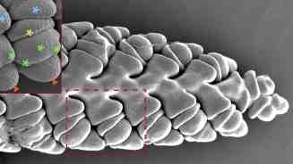 Systematic, Efficient, and Accurate Approach for Identifying Key Regulatory Factors in Wheat Spike Development