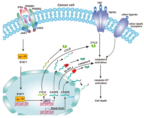 Researchers Reveal the Novel Biochemical Mechanism of Cytokine-Induced Cell Death
