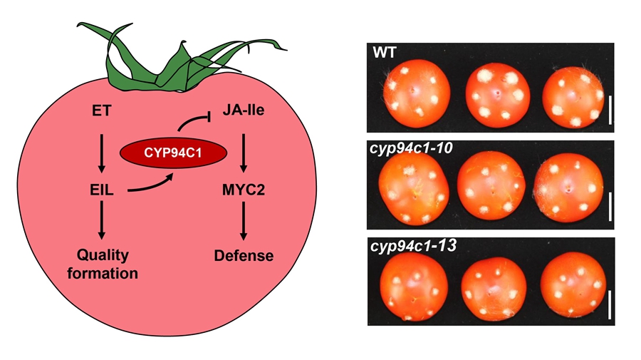 Scientists Uncover Why Ripe Fruits Are More Susceptible to Necrotrophic Pathogens Than Unripe Fruits