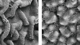 Chinese Scientists Uncover the Functional Role of Lipid Metabolism in Cold Tolerance at Rice Booting Stage