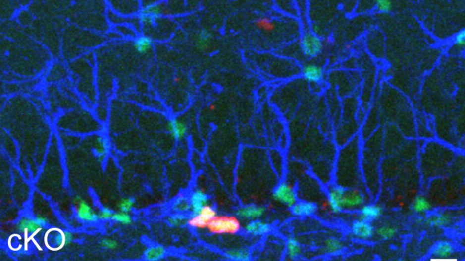 Disrupting De Novo Pyrimidine Synthesis Affects Hippocampal Neurogenesis and Cognitive Abilities