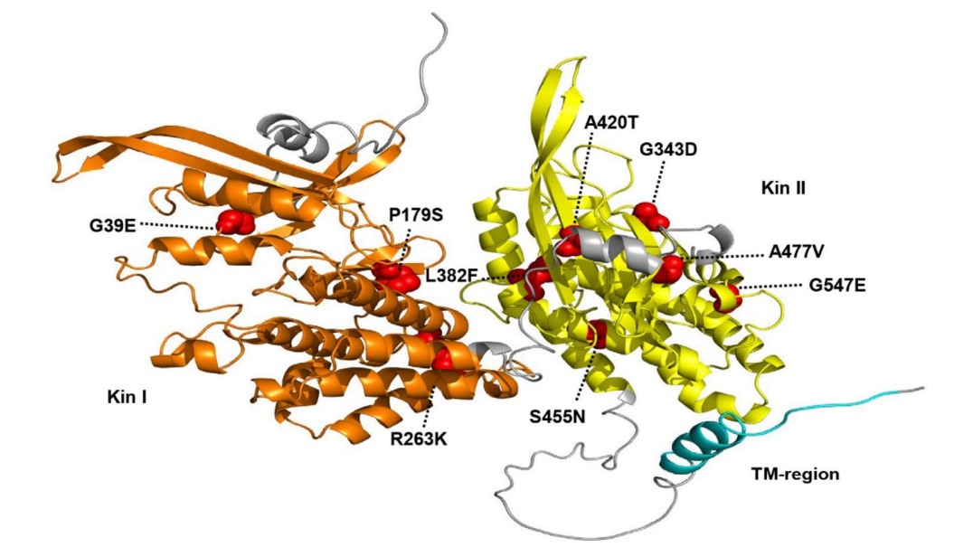 Researchers Uncover Natural Variation from Wild Emmer Wheat for Broad-spectrum Disease Resistance