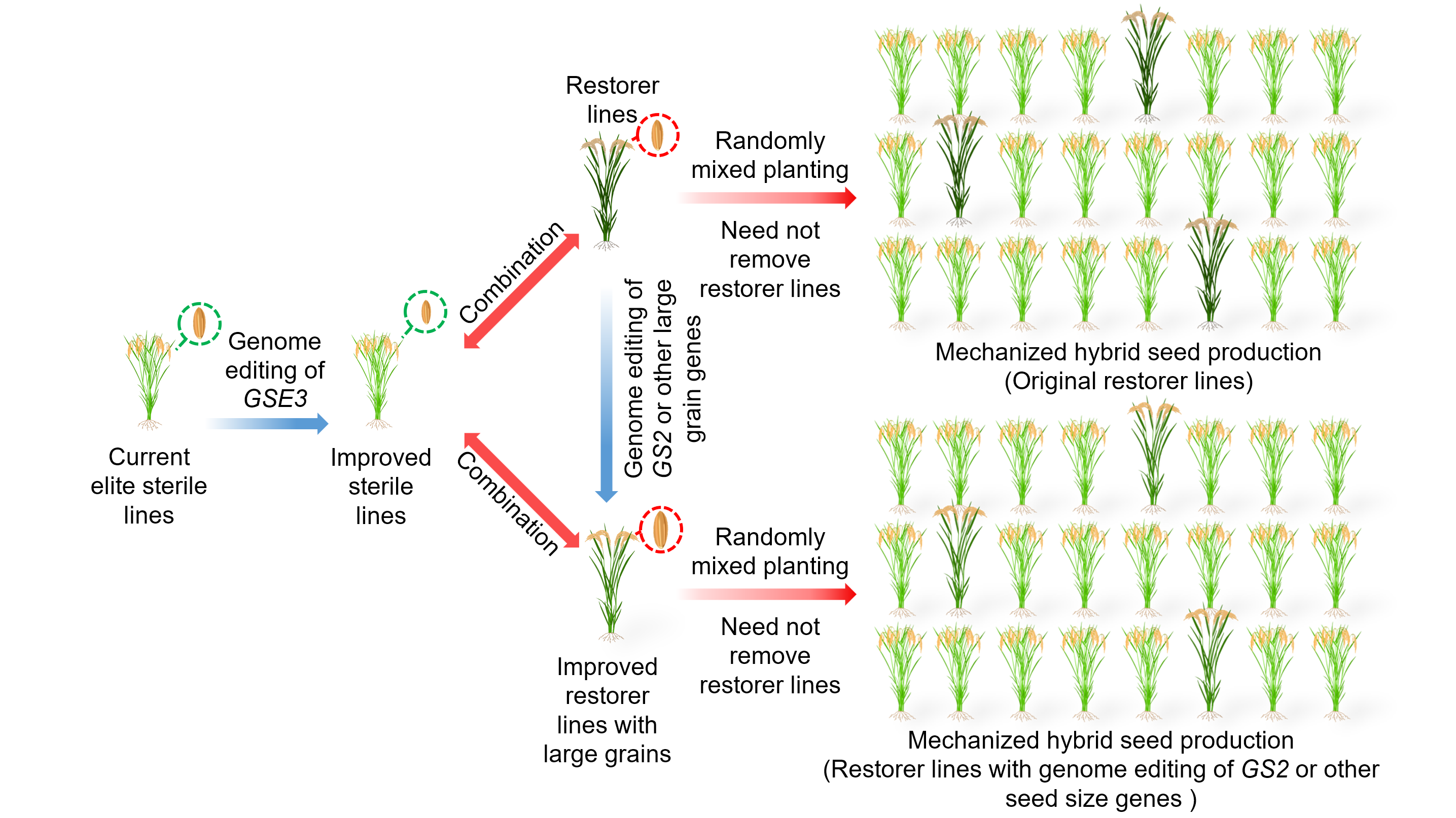 Genetic Editing of Ideal Small Grain Size Genes Enables Fully Mechanized Hybrid Rice Breeding