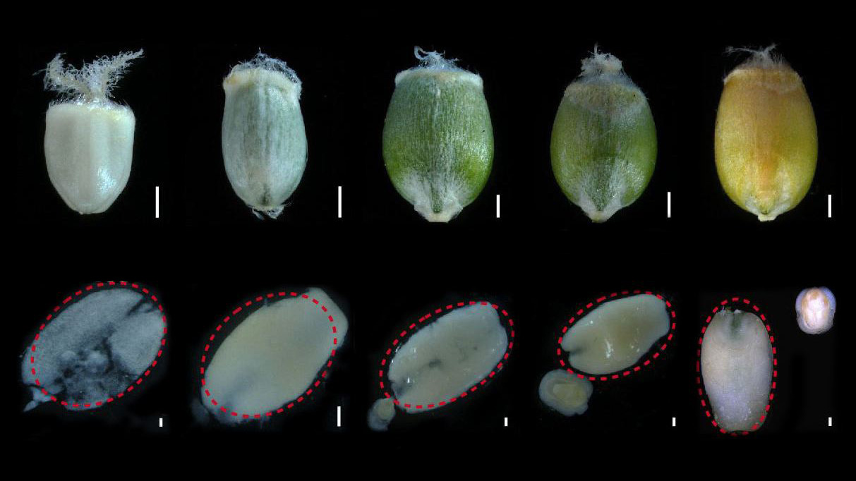 Researchers Decipher the Transcriptional Regulatory Network of Wheat Endosperm Development for Breeding Improvements