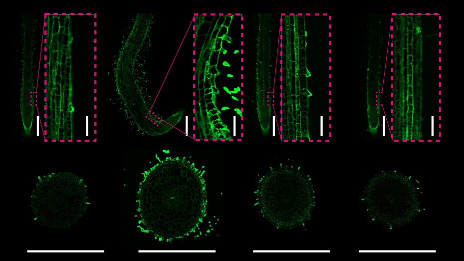 Researchers Discover the Link between Ethylene Regulation of Growth and Cell Wall Establishment