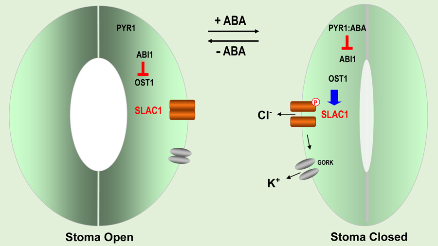 Unlocking Secrets of Stomatal Regulation: Phosphoactivation of SLAC1 in Plant Guard Cells