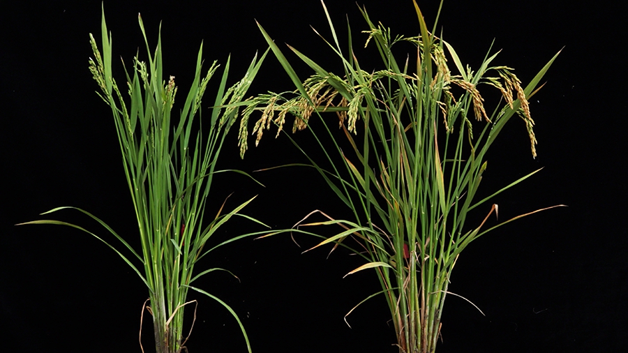 Researchers Discover the Molecular Mechanism Underlying&nbsp;tms5-mediated TGMS in Rice