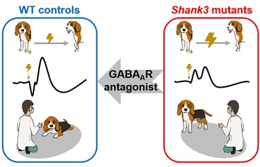 Researchers Reveal Neural Mechanism of Impaired Tactile Processing in Autism-Associated Shank3 Mutant Dogs