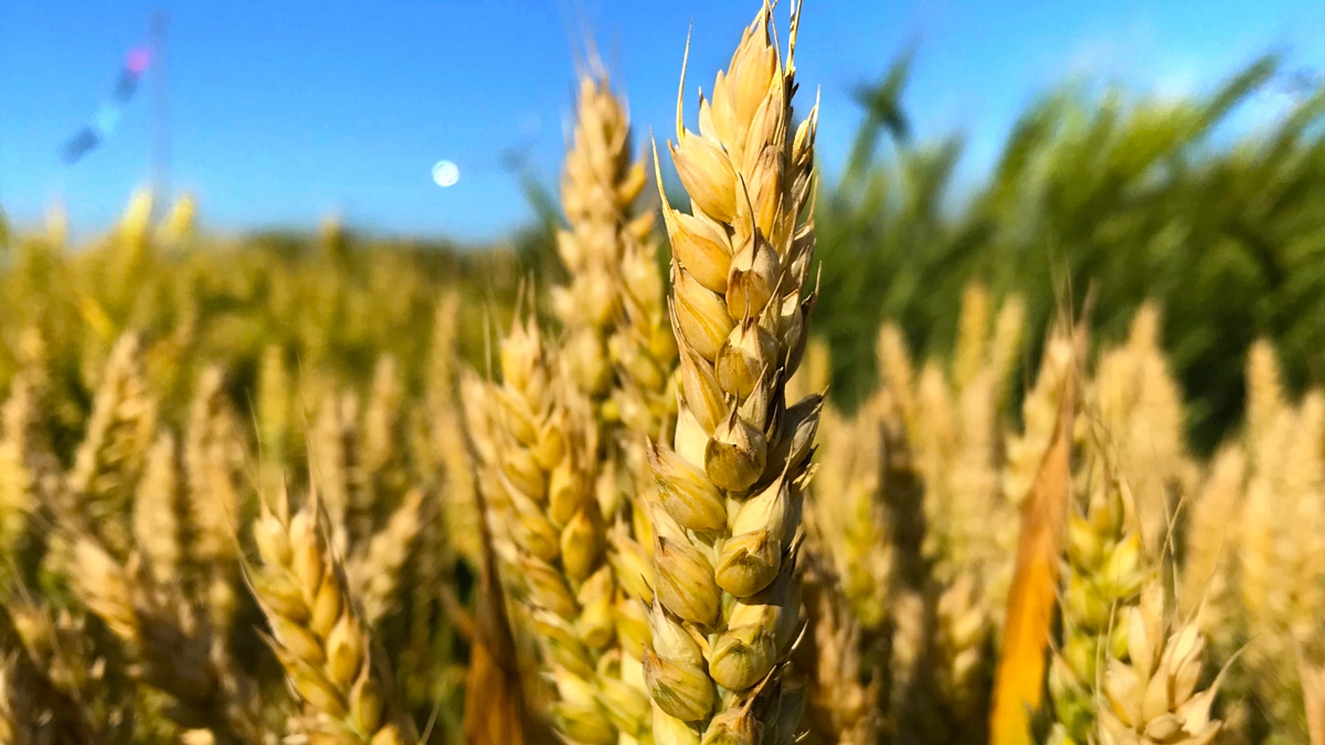 Researchers Complete Benchmark Testing for Genome Structural Variation Detection Based on Third-Generation Sequencing Technology