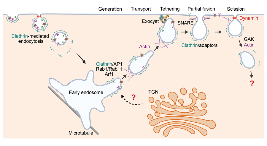 Researchers&nbsp;Identify a Novel Endocytic Recycling Mechanism