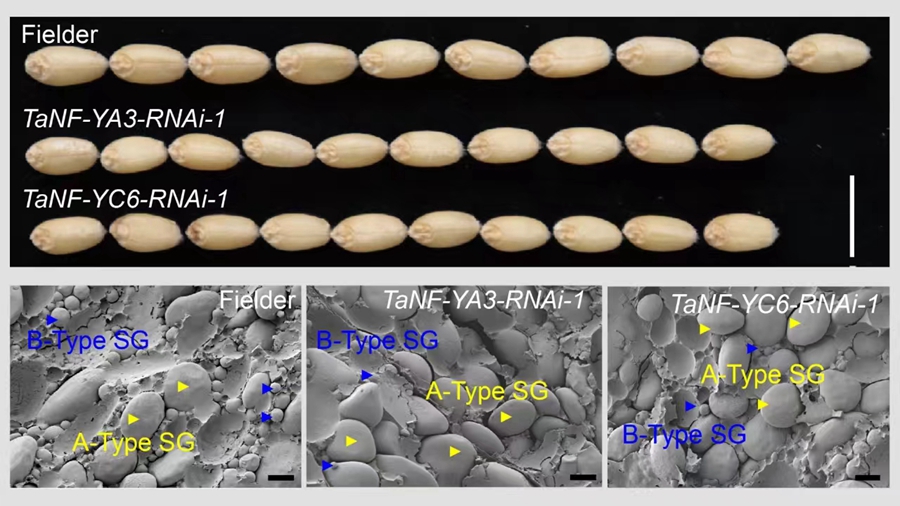 TaNF-Y&nbsp;Balance&nbsp;Grain&nbsp;Yield and&nbsp;Quality&nbsp;in Wheat