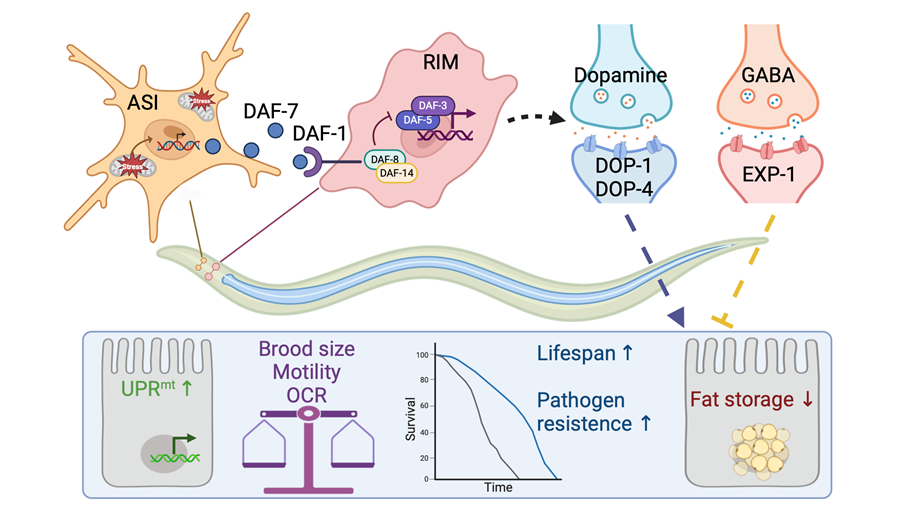 TGF-β Signaling Pathway Mediates Neuronal-Intestinal Mitochondrial Stress Response and Lipid Metabolism