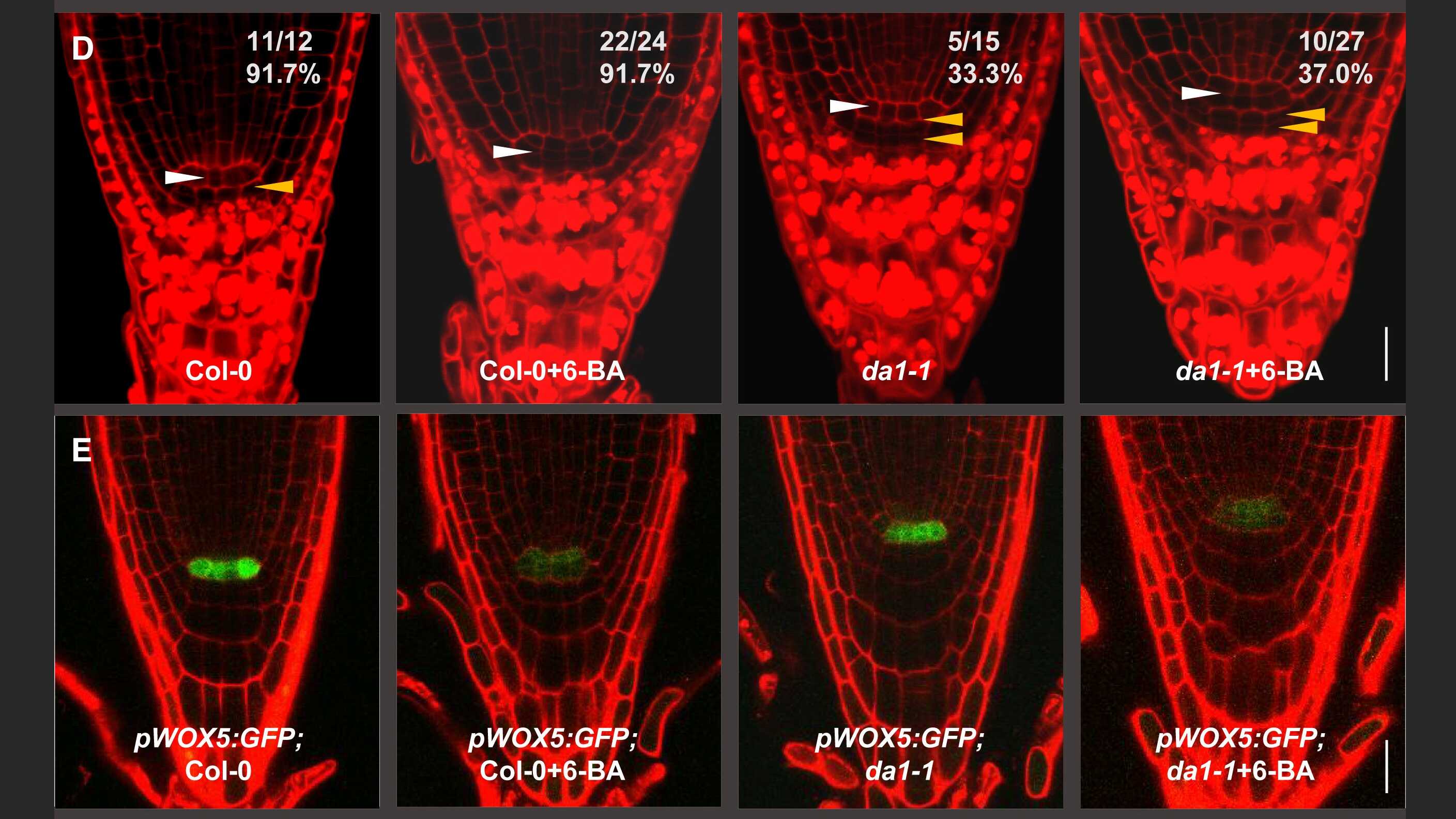 Researchers Reveal a Novel Mechanism of Root Stem Cell Controlled by DA1 Cleaving and destabilizing WOX5 in Arabidopsis