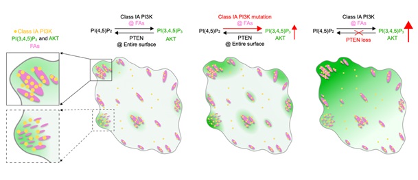 Researchers&nbsp;Uncover Focal Adhesions as Signaling Hubs Organizing PI3K-PI(3,4,5)P<sub>3</sub>-AKT Signaling Activation