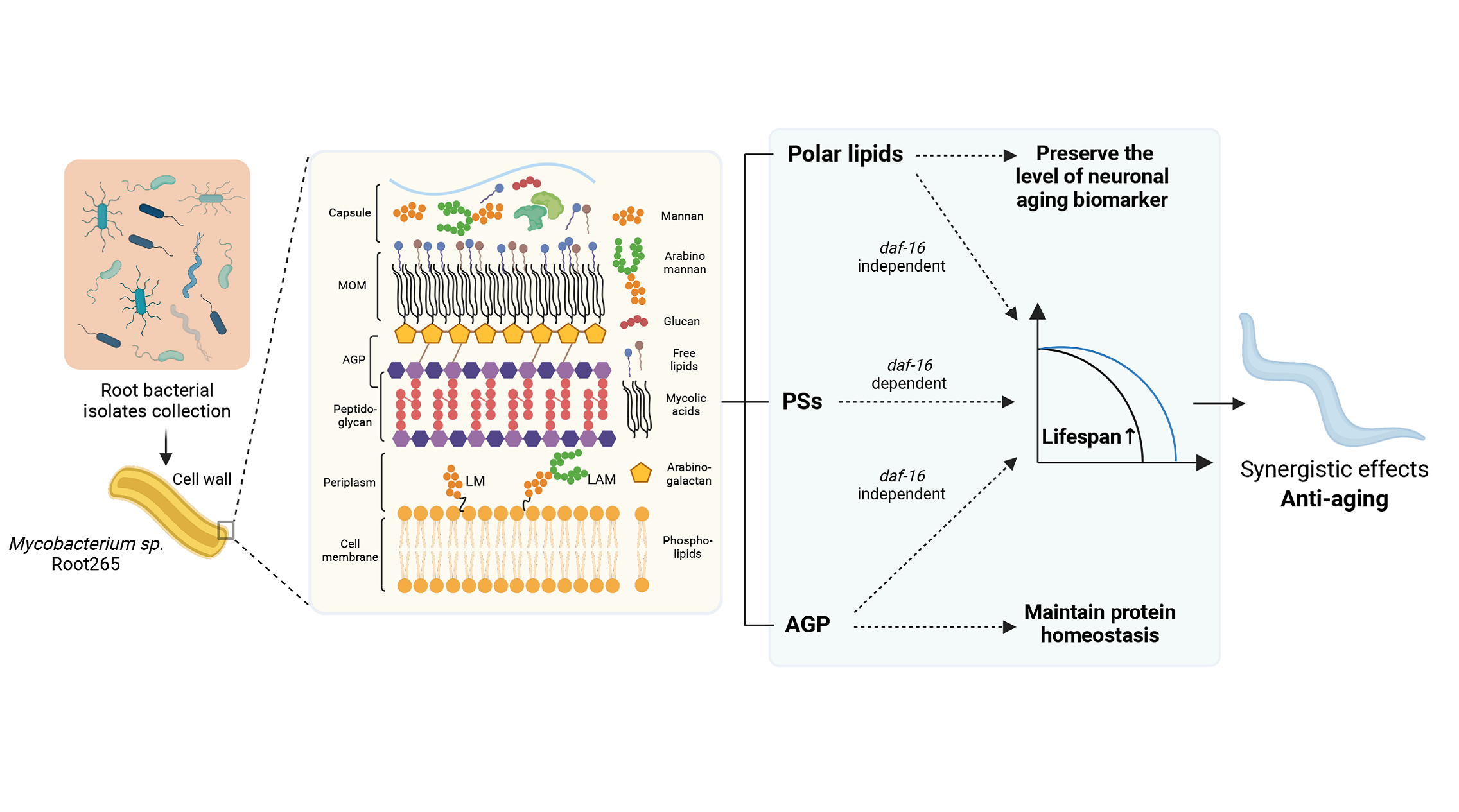 The Soil&nbsp;<em>Mycobacterium sp.</em>&nbsp;Derived Molecules Modulate Health and Lifespan in&nbsp;<em>Caenorhabditis elegans</em>