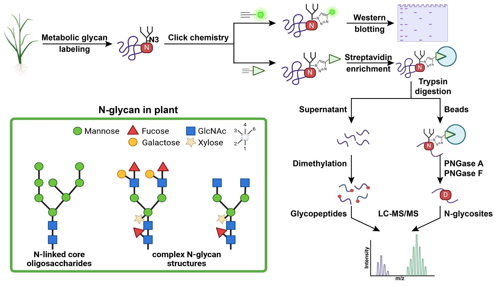 Researchers Develop an Efficient Click Chemistry-based Method for Identifying the Rice N-glycoproteome