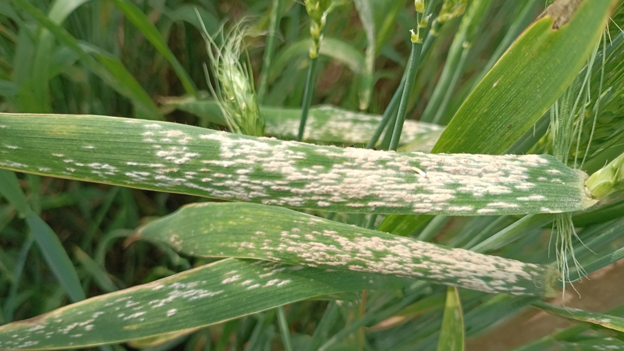 Researches Reveal a Novel&nbsp;<em>NLR</em>&nbsp;Pair Regulate Wheat Resistance to Powdery Mildew