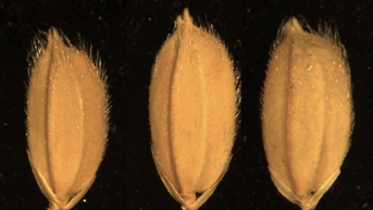 Unlocking Rice's Yield Potential: Trio of Genes Holds the Key