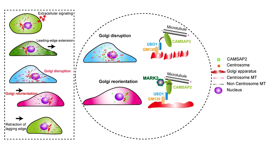 Researchers Reveal New Mechanism Regulating Golgi Apparatus Reorientation During Directed Cell Migration