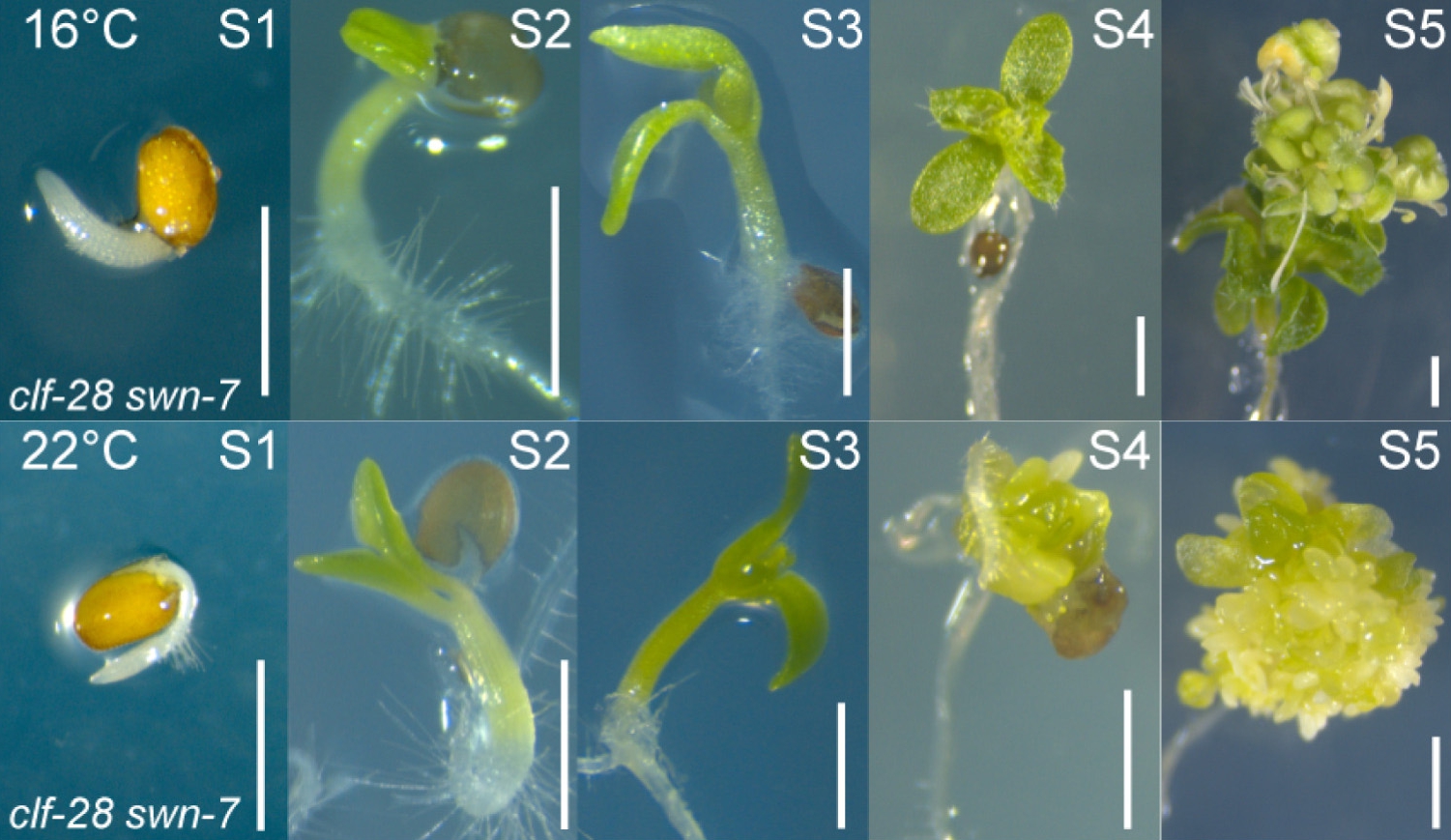 Temperature Steers Plant Cell Fate Through Epigenetic Reprogramming