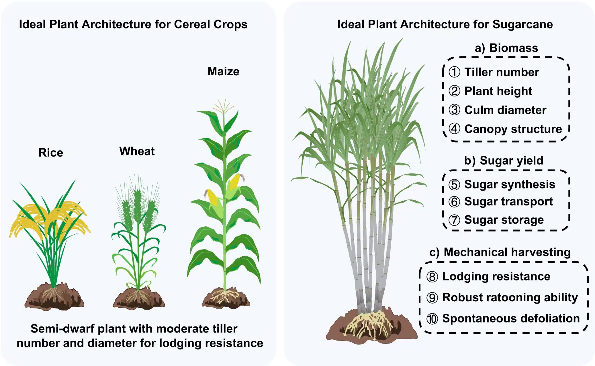 Researchers Propose Ideal Plant Architecture and Breeding Strategies for Sugarcane