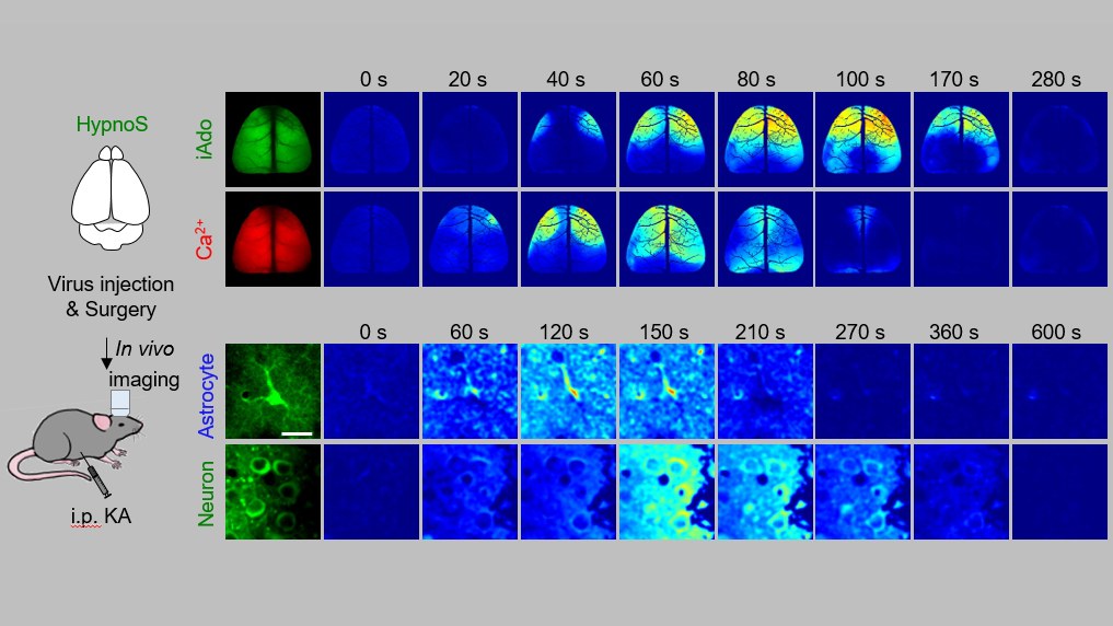 Researchers Develop HypnoS for Revealing the Spatiotemporal Regulation of Adenosine Metabolism in vivo