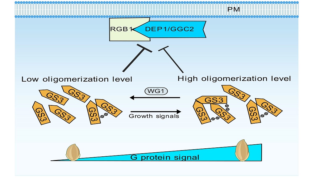 Unlocking G-protein subunit GS3: How Redox Regulation Shapes Grain Size