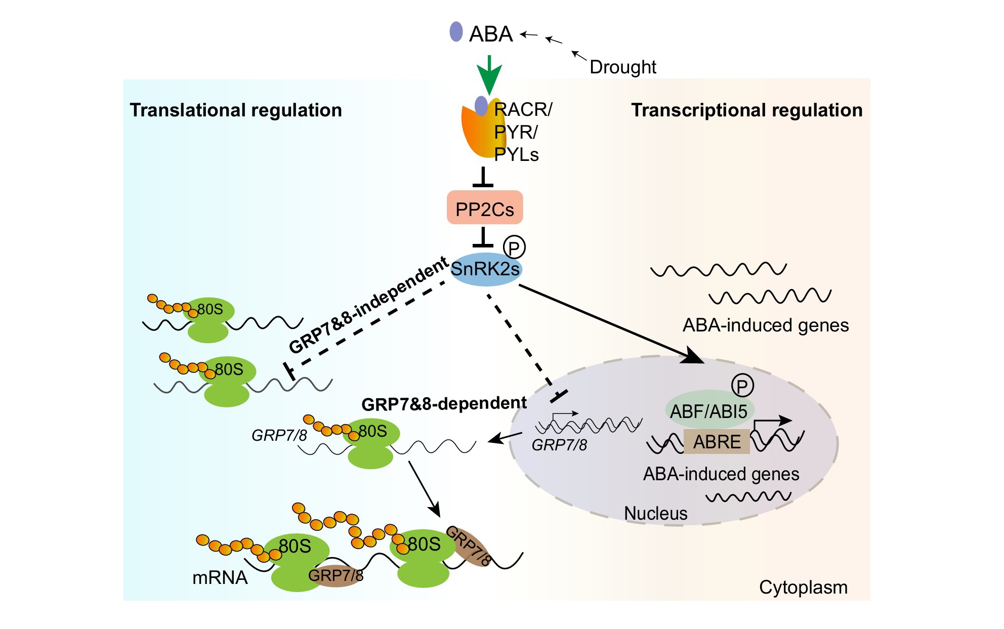 Researchers Unveils the New Mechanism of GRP7 Mediating ABA-Regulated mRNA Translation Efficiency