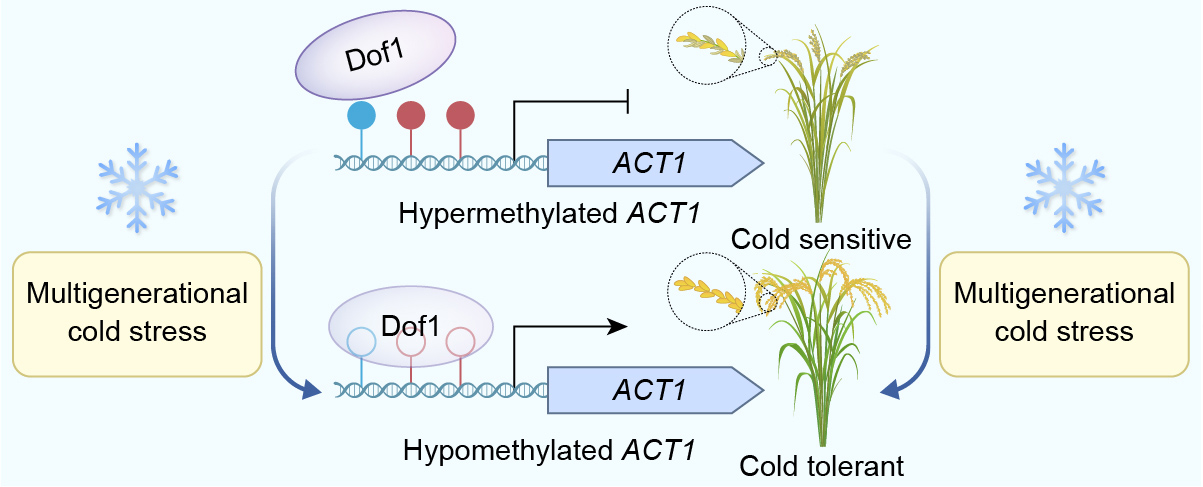 Researchers Unveil Epigenetic Mechanism of Cold Adaptation in Rice