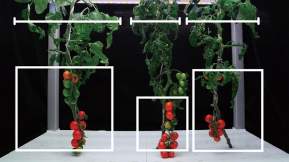 Researchers Edits the Green Revolution Genes to Boost Tomato Production Efﬁciency&nbsp;for Vertical Farming