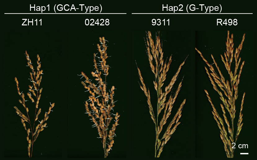 Researchers Unveil the Translational Mechanism during Seed Germination