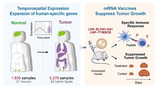 Evolution’s Gamble: Human-Specific Genes That Shaped Human Intelligence May Fuel Cancer