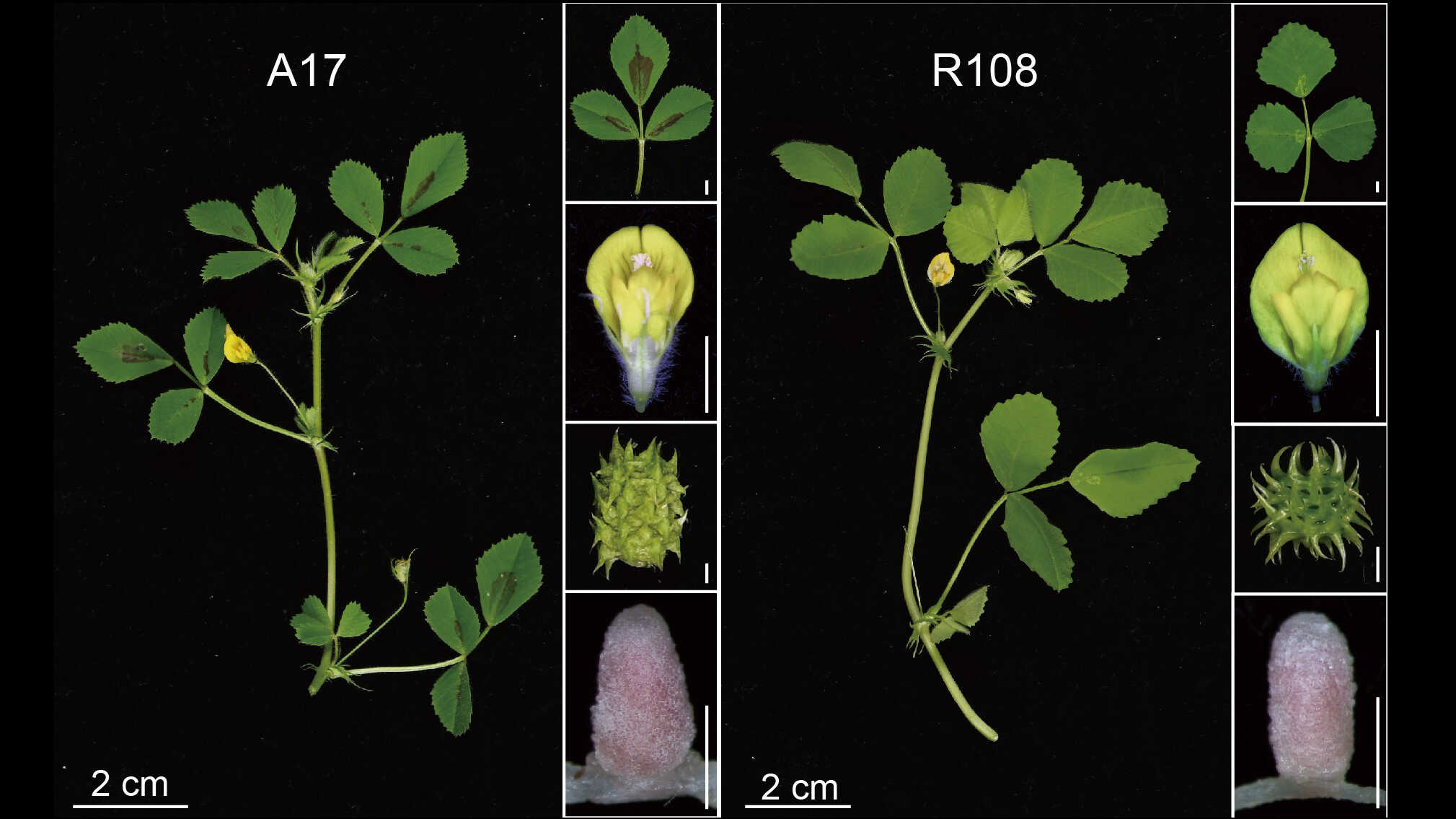 Telomere-to-telomere Assembly of Two&nbsp;Medicago&nbsp;Genomes Uncovers the Evolutionary Landscape of Plant Centromeres